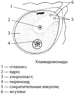 Строение хламидомонады 5 класс рисунок с подписями