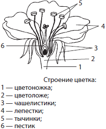 Рассмотрите рисунок сравните строение цветка вишни и тюльпана подпишите их основные части и назовите