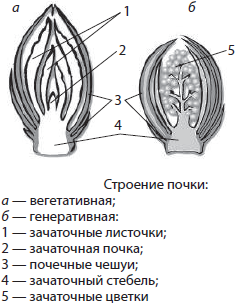 Рисунок строение почки вегетативной и генеративной