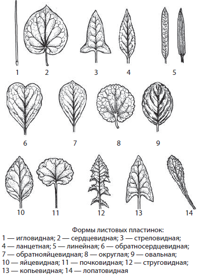 Листья растений фото - DelaDom.ru