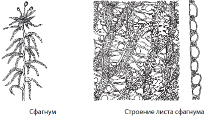 Сфагнум егэ рисунок