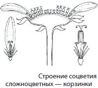 Строение цветка сложноцветные схема