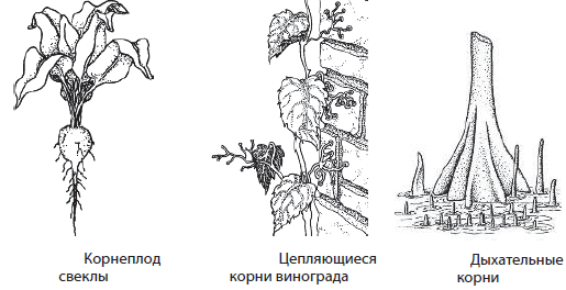 Корневая система кипариса схема