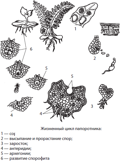 Сальвиния плавающая жизненный цикл схема