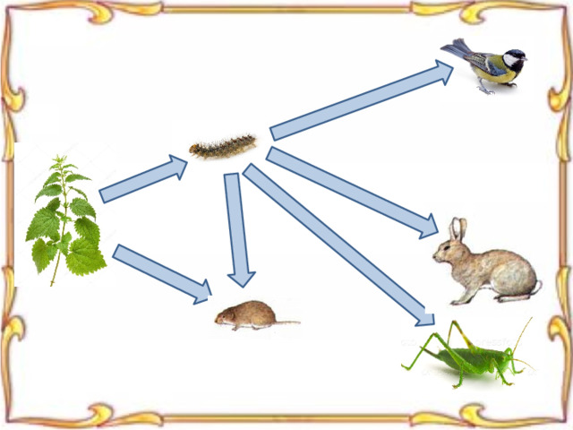 Пищевые цепочки для дошкольников в картинках