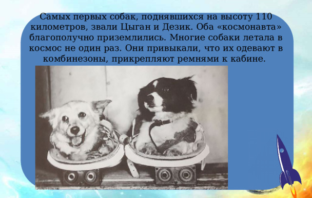 Самых первых собак, поднявшихся на высоту 110 километров, звали Цыган и Дезик. Оба «космонавта» благополучно приземлились. Многие собаки летала в космос не один раз. Они привыкали, что их одевают в комбинезоны, прикрепляют ремнями к кабине. 