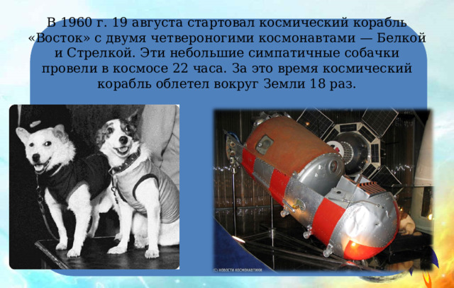 В 1960 г. 19 августа стартовал космический корабль «Восток» с двумя четвероногими космонавтами — Белкой и Стрелкой. Эти небольшие симпатичные собачки провели в космосе 22 часа. За это время космический корабль облетел вокруг Земли 18 раз. 