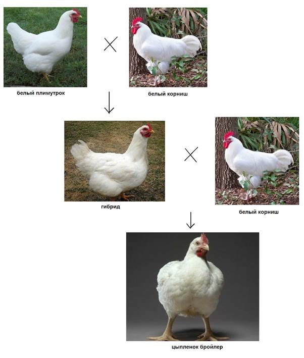Схема получения финальных гибридов птицы