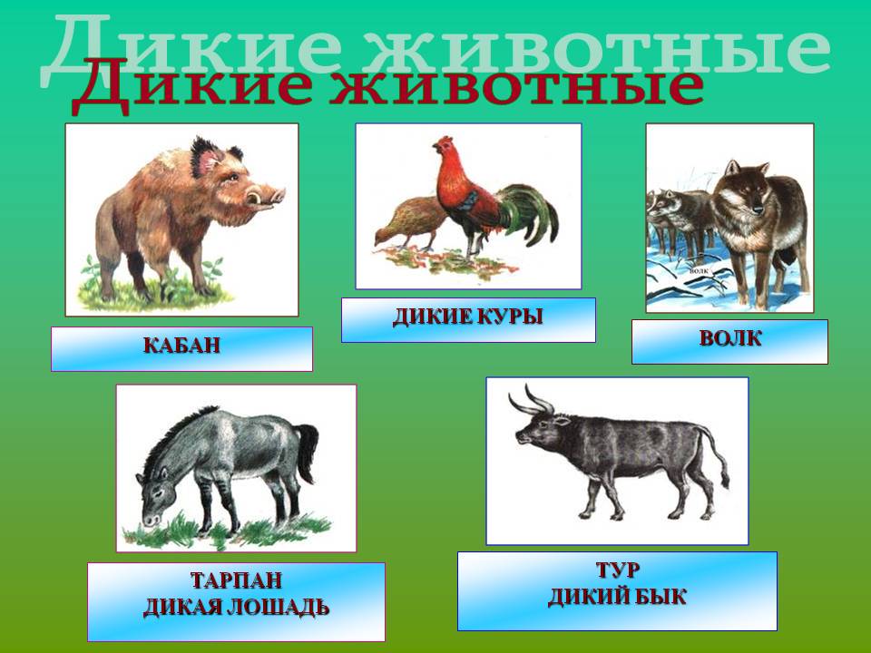 Презентация по теме дикие животные