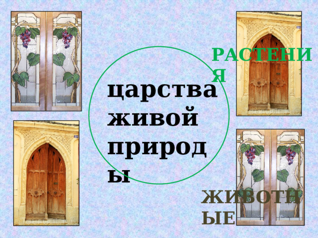 РАСТЕНИЯ царства живой природы ЖИВОТНЫЕ 