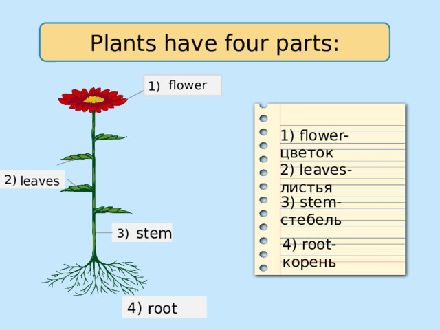 Plants have four parts: 1) flower 1) flower-цветок 2) leaves-листья 2) leaves 3) stem-стебель stem 3) 4) root-корень 4) root 