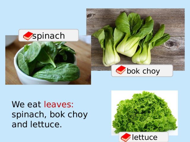 spinach  bok choy We eat leaves: spinach, bok choy and lettuce.  lettuce 