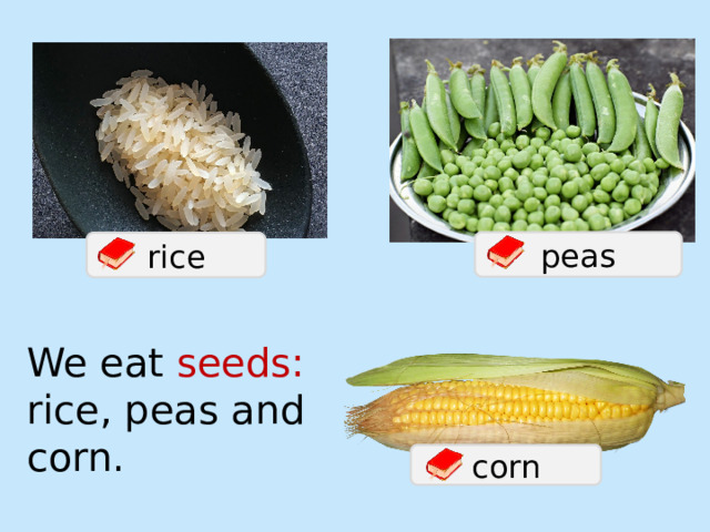 peas rice We eat seeds: rice, peas and corn. corn 