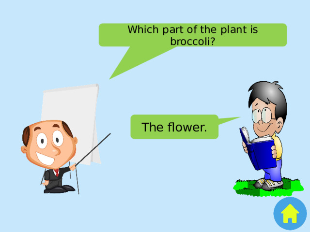 Which part of the plant is broccoli? The flower. 