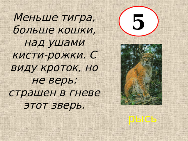 5 Меньше тигра, больше кошки, над ушами кисти-рожки. С виду кроток, но не верь: страшен в гневе этот зверь. рысь 