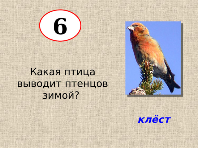 6 Какая птица выводит птенцов зимой? клёст 