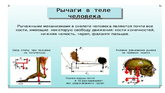 Рычаги в теле насекомых. Проект рычаги в теле человека. Рычаги в теле насекомых физика. Рычаги в теле птиц.