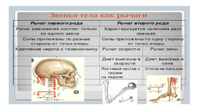 Проект рычаги в теле человека. Примеры рычагов в теле человека. Рычаги в разных частях тела человека и животных.