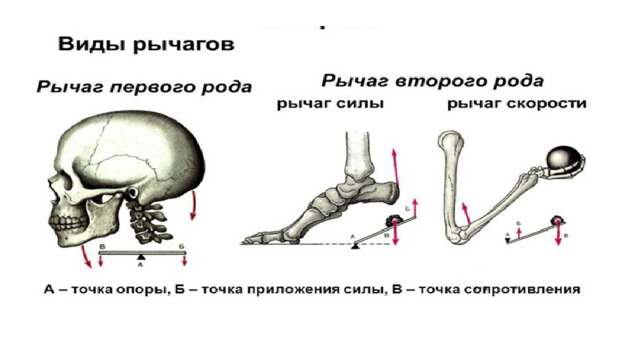Проект рычаги в теле человека. Рычаги в технике. Рычаги в теле человека физика 7 класс.