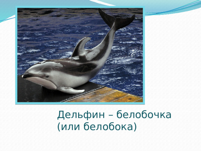 Дельфин – белобочка (или белобока) 