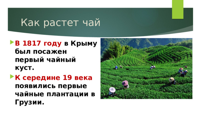 Как растет чай В 1817 году в Крыму был посажен первый чайный куст. К середине 19 века появились первые чайные плантации в Грузии. 
