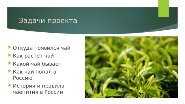 Задачи проекта Откуда появился чай Как растет чай Какой чай бывает Как чай попал в Россию История и правила чаепития в России 