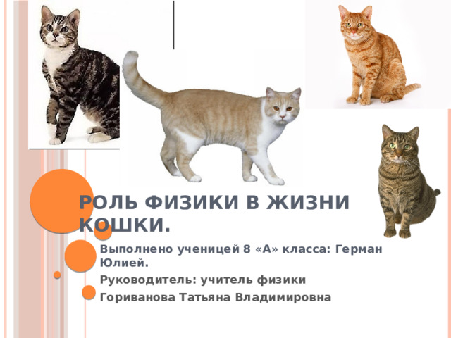 Исследовательский проект физика жизни кошки Проектная работа учащихся "Физика и кошка" физика, презентации