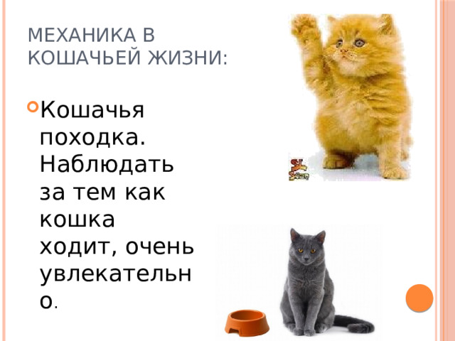 Исследовательский проект физика жизни кошки Презентация по физике "Роль физики в жизни кошки" скачать бесплатно