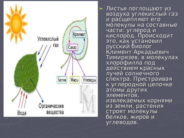 Поглащены или поглощены. Углекислый ГАЗ + хлорофилл. Растения насыщают воздух углекислым газом. Химическое действие света доклад. Химическое действие света картинки.