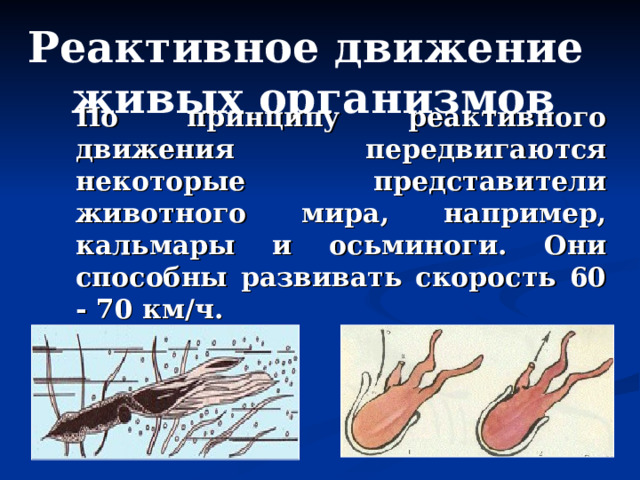 Реактивное движение живых организмов По принципу реактивного движения передвигаются некоторые представители животного мира, например, кальмары и осьминоги. Они способны развивать скорость 60 - 70 км/ч. 