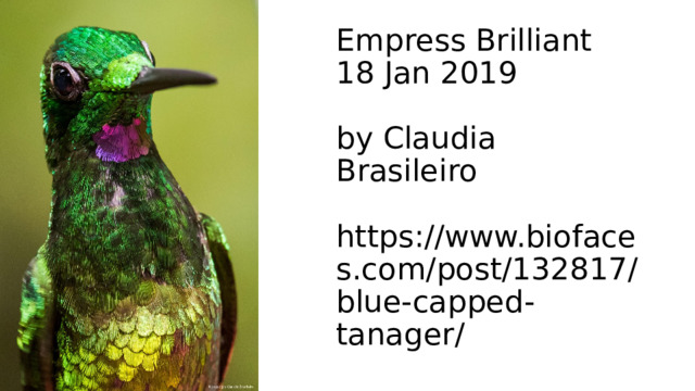 Empress Brilliant  18 Jan 2019   by Claudia Brasileiro   https://www.biofaces.com/post/132817/blue-capped-tanager/ 