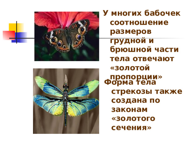 У многих бабочек соотношение размеров грудной и брюшной части тела отвечают «золотой пропорции» Форма тела стрекозы также создана по законам «золотого сечения» 