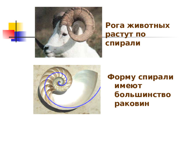 Рога животных растут по спирали Ф орму спирали имеют большинство раковин  