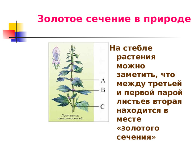 Золотое сечение в природе На стебле растения можно заметить, что между третьей и первой парой листьев вторая находится в месте «золотого сечения» 