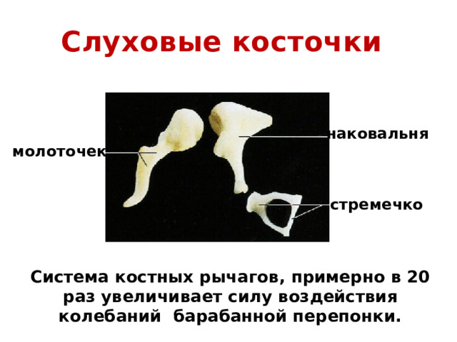 Слуховые косточки наковальня молоточек стремечко Система костных рычагов, примерно в 20 раз увеличивает силу воздействия колебаний барабанной перепонки. 