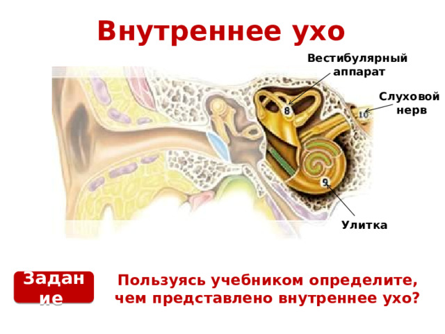 Презентация внутреннее ухо