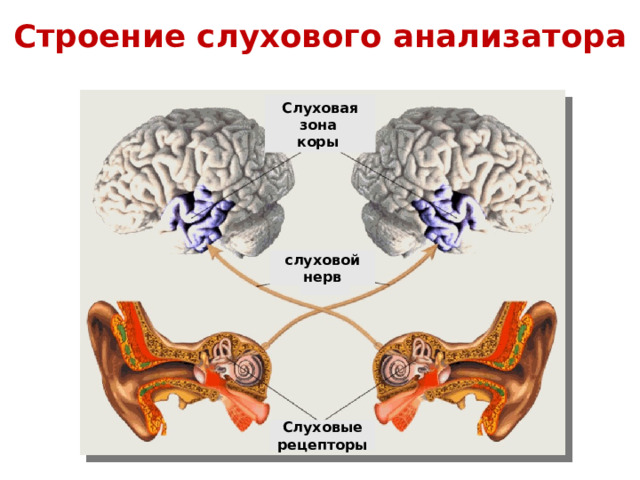 Анатомия слуховой анализатор презентация