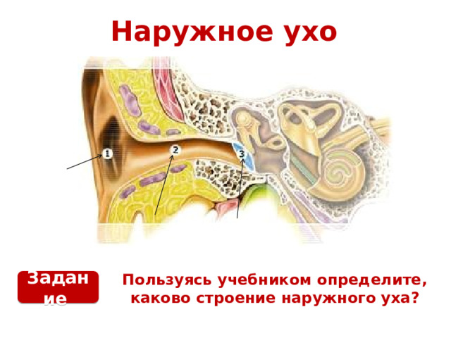 Наружное ухо Пользуясь учебником определите, каково строение наружного уха? Задание 