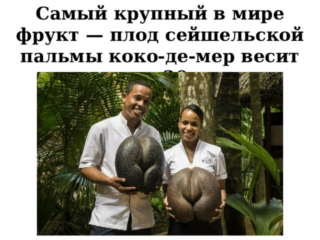Самый крупный в мире фрукт — плод сейшельской пальмы коко-де-мер весит около 20 кг. 