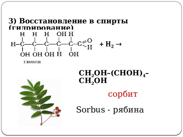  3) Восстановление в спирты (гидрирование)     СН 2 ОН–(СНОН) 4 –СН 2 ОН  сорбит 3. Восстановление в спирты: (слайд №16)   t, Ni СH 2 OH(CHOH) 4 -COH + H 2 → СH 2 OH(CHOH) 4 -CH 2 OH  сорбит Сорбит – кристаллическое вещество, вдвое слаще сахара, впервые был выделен из листьев рябины (sorbus-рябина). Нетоксичен, используется как заменитель сахара, особенно больным сахарным диабетом). Sorbus - рябина  