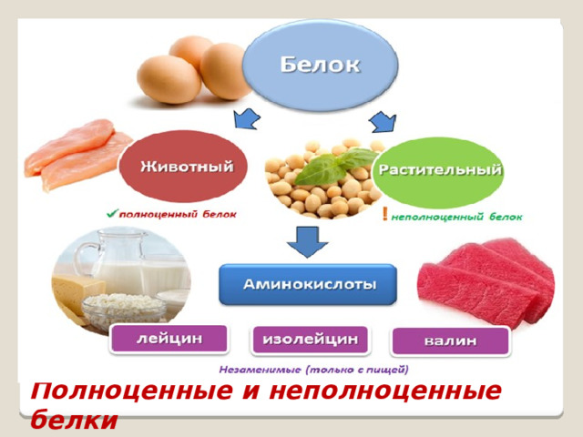 Источники полноценных белков. Растительный белок продукты. Белок животного и растительного происхождения. Белок в продуктах. Растительные источники белка.