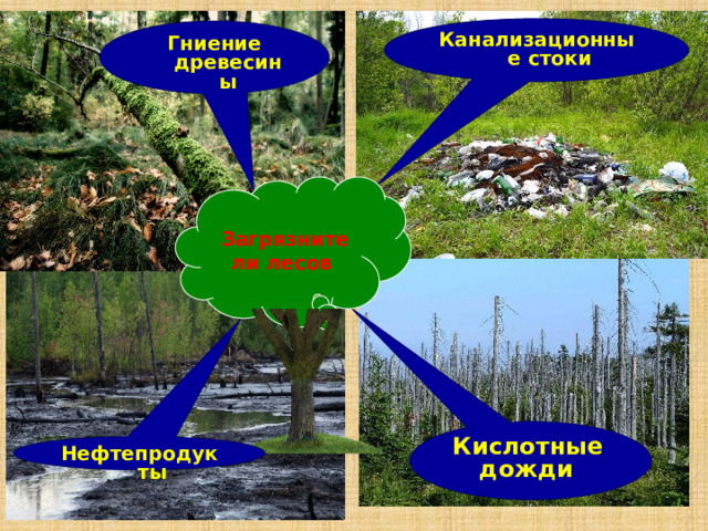 Канализационные стоки Гниение древесины  Загрязнители лесов Кислотные дожди Нефтепродукты 