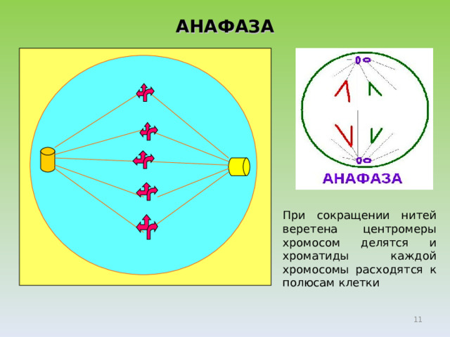 АНАФАЗА При сокращении нитей веретена центромеры хромосом делятся и хроматиды каждой хромосомы расходятся к полюсам клетки Анафаза  — фаза расхождения хромосом, в которой центромеры делятся, а однохроматидные хромосомы растягиваются нитями веретена деления к полюсам  клетки; самая короткая фаза  митоза.      