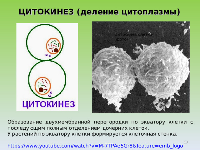 ЦИТОКИНЕЗ (деление цитоплазмы) Цитокинез клетки (фото) В результате митоза  из одной диплоидной клетки, имеющей двухроматидные хромосомы и удвоенное количество ДНК (2n4с), образуются две дочерние диплоидные клетки с однохроматидными хромосомами и одинарным коли­чеством ДНК (2n2с), которые затем вступают интерфазу. Так образуются соматические клетки (клетки тела) организма расте­ния, животного или человека. Образование двухмембранной перегородки по экватору клетки с последующим полным отделением дочерних клеток. У растений по экватору клетки формируется клеточная стенка. https://www.youtube.com/watch?v=M-7TPAe5Gr8&feature=emb_logo   