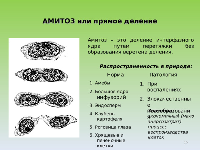 АМИТОЗ или прямое деление Амитоз – это деление интерфазного ядра путем перетяжки без образования веретена деления.  Распространенность в природе:  Норма 1. Амебы 2. Большое ядро инфузорий 3. Эндосперм 4. Клубень картофеля 5. Роговица глаза 6. Хрящевые и печеночные клетки  Патология При воспалениях Злокачественные новообразования Значение: экономичный (мало энергозатрат) процесс воспроизводства клеток  