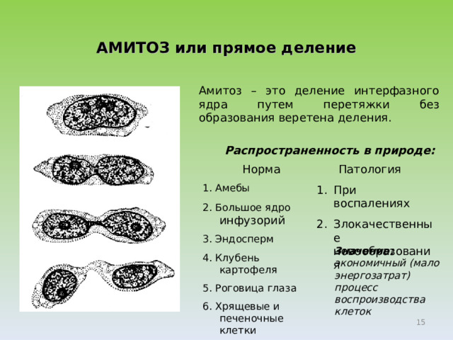 Прямое деление клетки. Способ бесполого размножения деление клетки. Способы бесполого размножения митоз пример. Амитоз это бесполое размножение. Формы размножения организмов бесполое митоз пример.