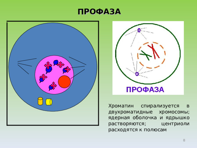  ПРОФАЗА Хроматин спирализуется в двухроматидные хромосомы; ядерная оболочка и ядрышко растворяются; центриоли расходятся к полюсам  