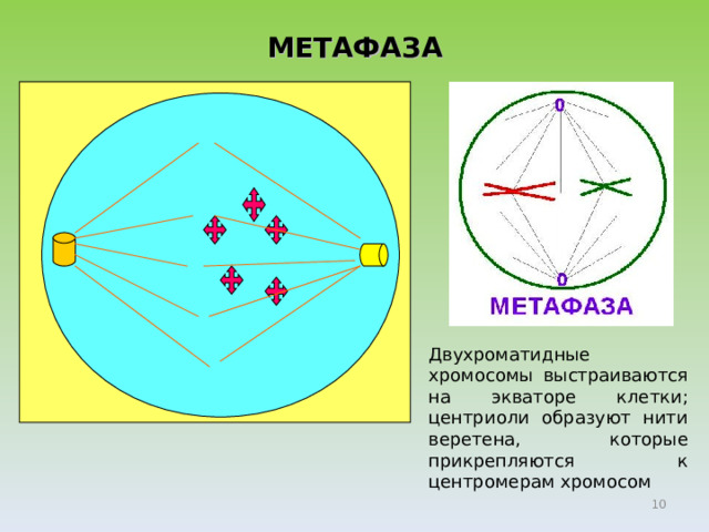 МЕТАФАЗА Двухроматидные хромосомы выстраиваются на экваторе клетки; центриоли образуют нити веретена, которые прикрепляются к центромерам хромосом  