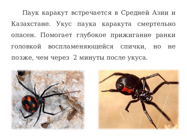 Паук каpакут встpечается в Сpедней Азии и Казахстане. Укус паука каpакута смертельно опасен. Помогает глубокое прижигание ранки головкой воспламеняющейся спички, но не позже, чем через 2 минуты после укуса. 