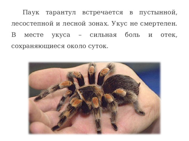 Паук тарантул встречается в пустынной, лесостепной и лесной зонах. Укус не смертелен. В месте укуса – сильная боль и отек, сохраняющиеся около суток. 